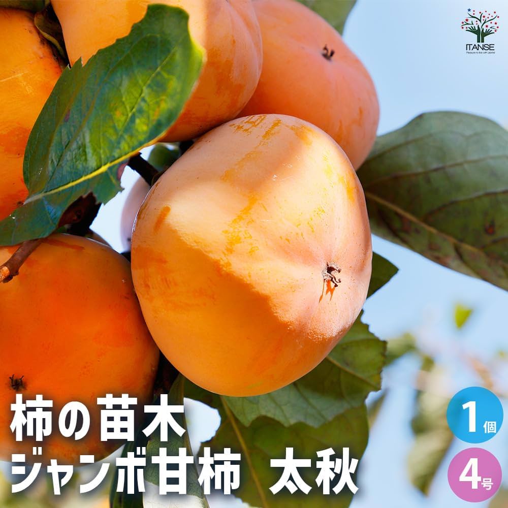 Amazon.co.jp: ITANSE 柿の苗木 ジャンボ甘柿 太秋(たいしゅう Amazon.co.jp: ITANSE 柿の苗木 ジャンボ甘柿 太秋(たいしゅう