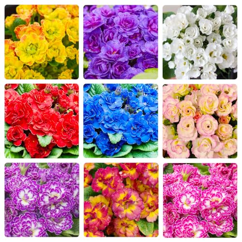 220+ Perennial Primrose Primula Seeds for Planting - Non-GMO Heirloom Plant Seeds Garden Outdoor