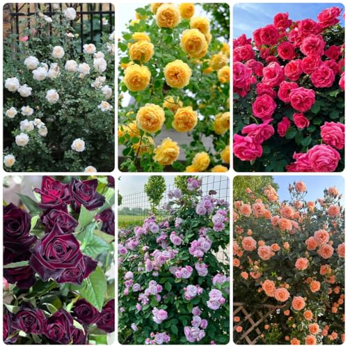 semillas de rosal resistente de jardín de rocas de rosal trepador resistentes y fragantes para lugares soleados, cortadas 40pcs