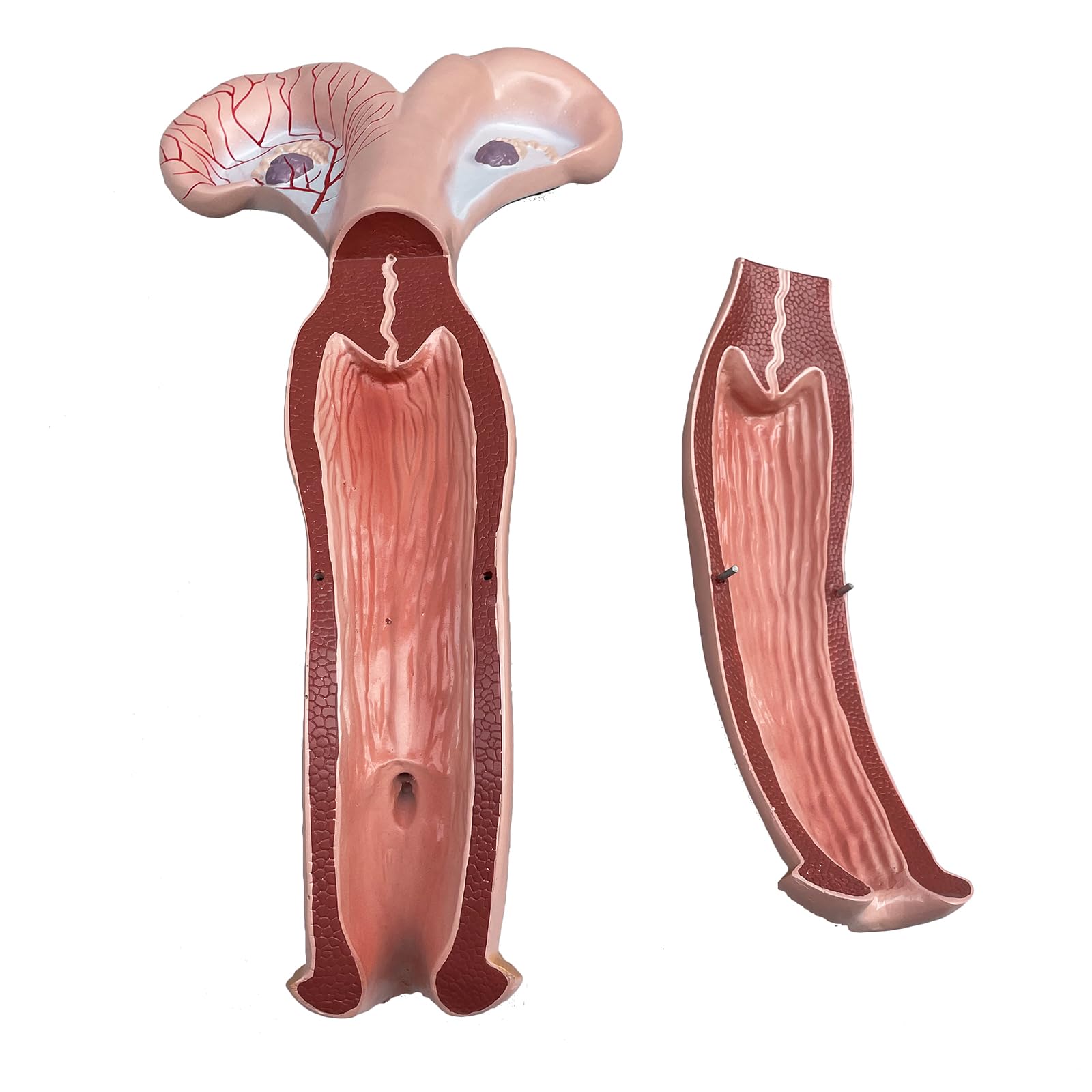 Yrqmgsf Red Life Size Cow Uterus And Ovary Model Animal Reproductive Organ Model For Studying And Communication