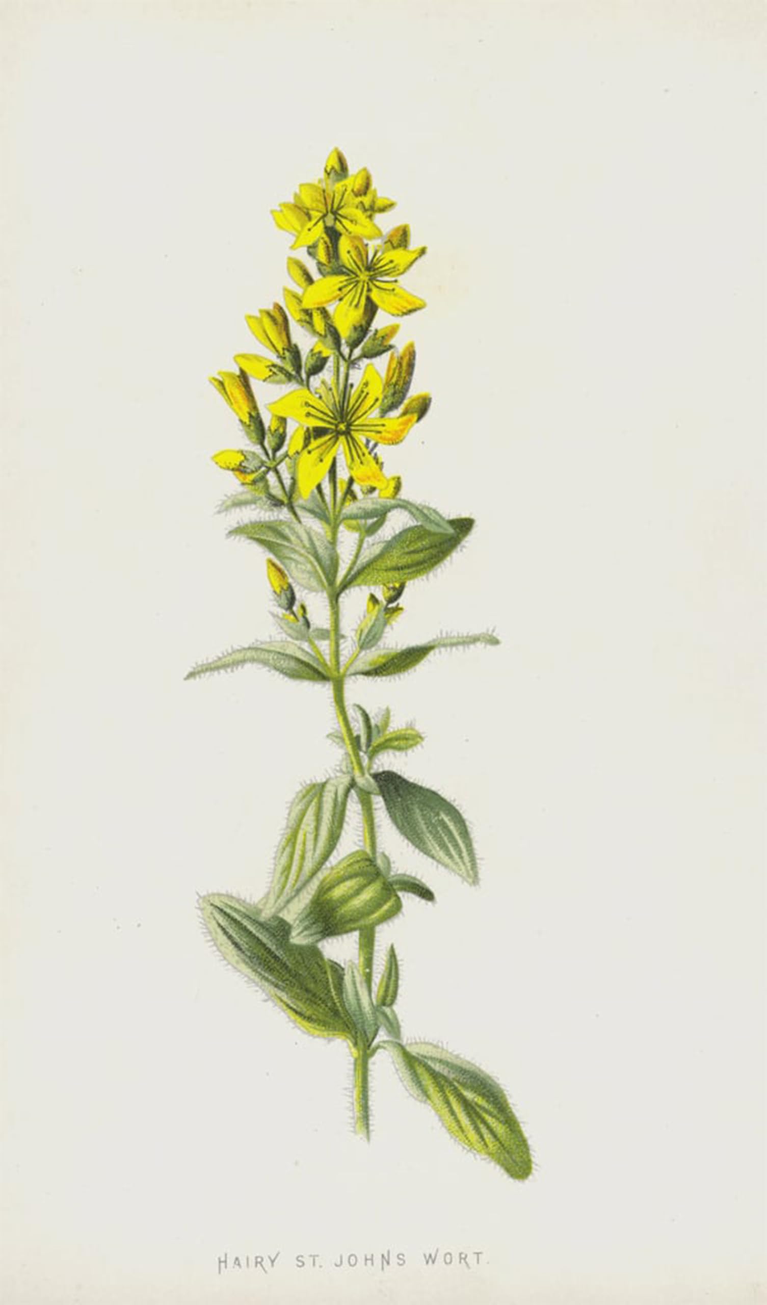ARTXLXXBN Famous Painting Art Wall Decor Abstract Art Picture Hairy St Johns Wort by Frederick Edward Hulme Animal Pictures for Home Decor 60x90cm