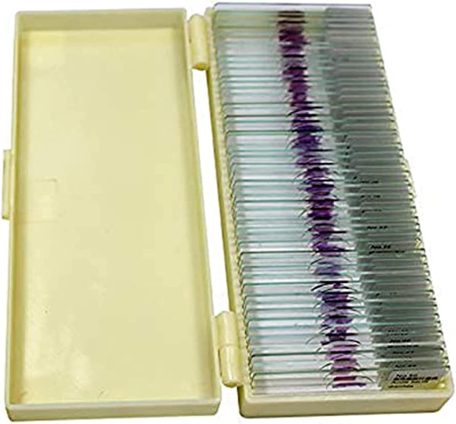 50pcs Hum Patológica Portaobjetos De Microscopio con Muestras, Secciones Patológicas Médicas Portaobjetos De Microscopio, Portaobjetos De Histología para Educación De Estudios Médicos