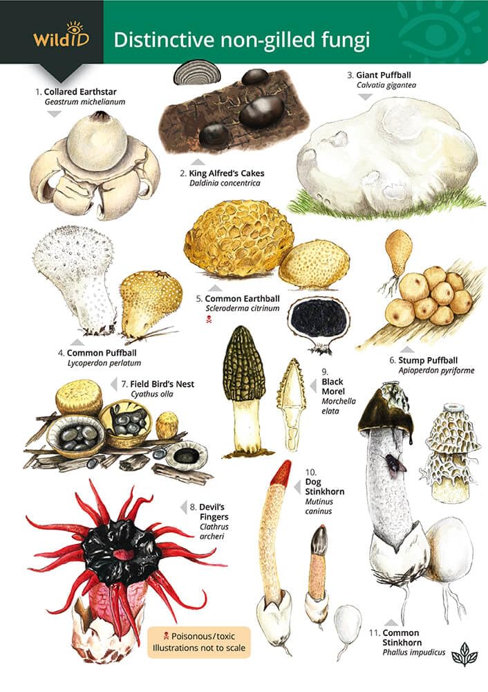 Distinctive non-gilled fungi (WildD)