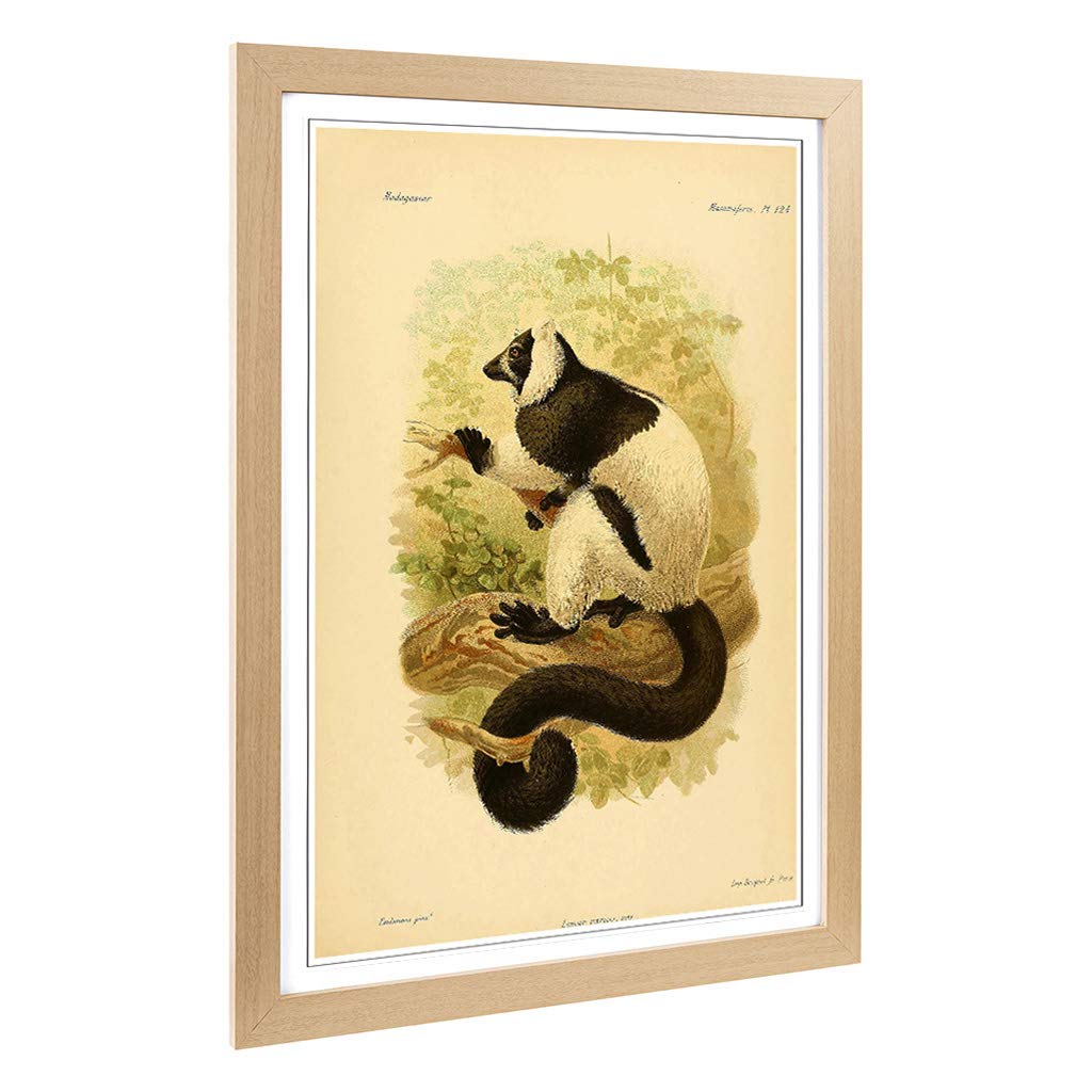 Big Box Art Framed Print of Vintage J.G. Keulemans Ruffed Lemur Design | Wall Art Picture | Home Decor for Kitchen, Living Room, Bedroom, Hallway, Oak, A2 / 24.5x18 Inch / 62x45cm