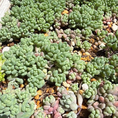 観葉植物 紫 多肉植物」の人気商品一覧 | 安い商品を通販サイトから