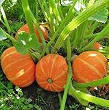 Orange Cutie Squash Seeds for Planting (10 Seeds) - Easy to Grow - Ships from Iowa, USA
