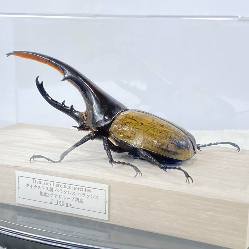 【大型】ヘラクレスオオカブト（ヘラクレス）のオブジェ（標本） Amazon.co.jp: 大型ヘラクレスオオカブト（ヘラクレス）の