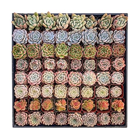 100 Pack Live Succulent Plants, Assorted Potted Succulents Fully Rooted in 2" Pots, Easy-Care Houseplant for Decoration, Wedding Party Favor Gift (Include 10 Varieties) Cover