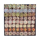 Succulent Plants (100 Pack), Live Assorted Succulents Fully Rooted in 2