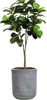 SANDYBAYTAS Large Round Concrete Planter Pot 12.3" Slate Gray - Drainage Hole, Lightweight Magnesium Oxide for Indoor Outdoor Plants