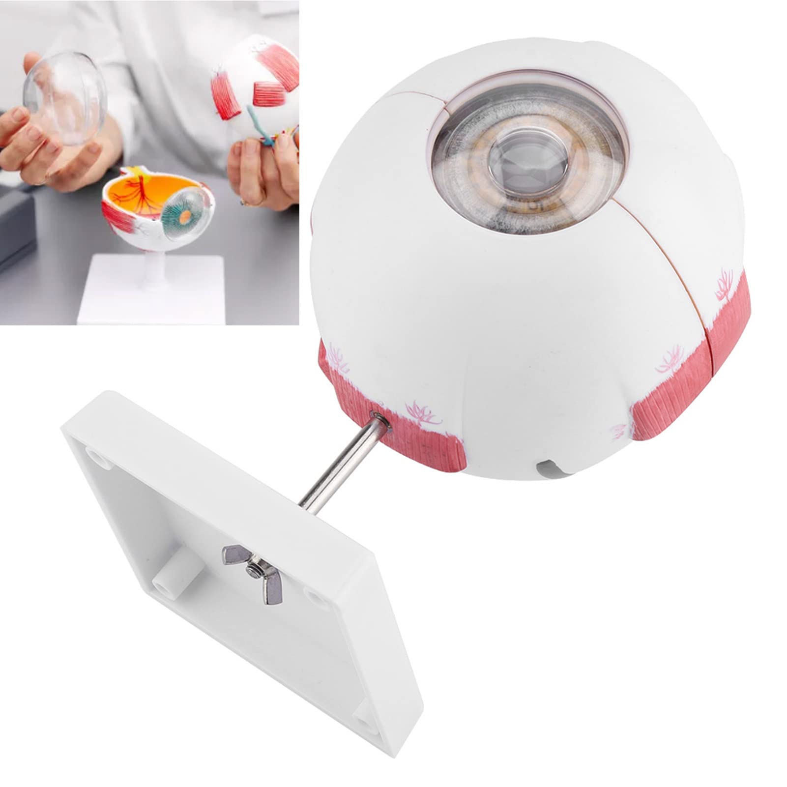 Model gałki ocznej ludzkiego oka, powiększenie 6x, nauka anatomii, wyposażenie sali lekcyjnej, materiał PVC 1:6