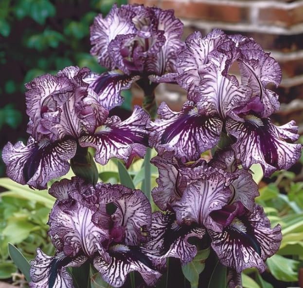 Live Iris Perennial Plants, Vibrant Blooms Hardy Shrub for Outdoor Container Garden-that Grow Fast/Golden Jade Carving-8 Bulbs-A