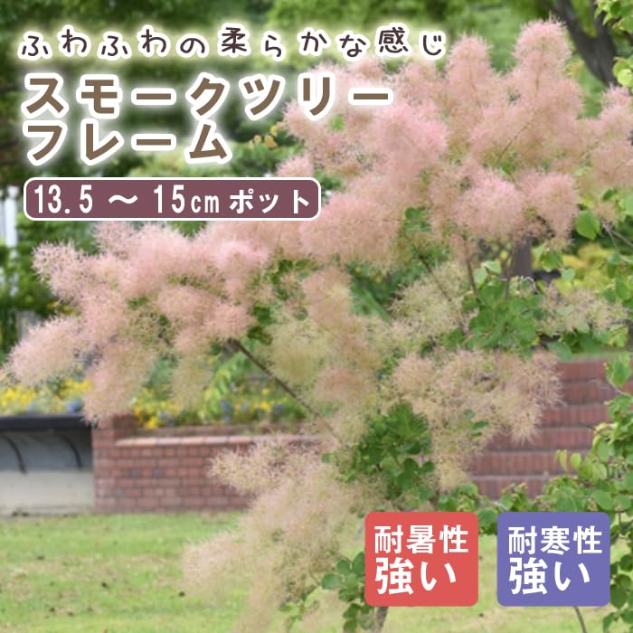 Amazon.co.jp: スモークツリー 苗木 フレーム 13.5～15cmポット 花木