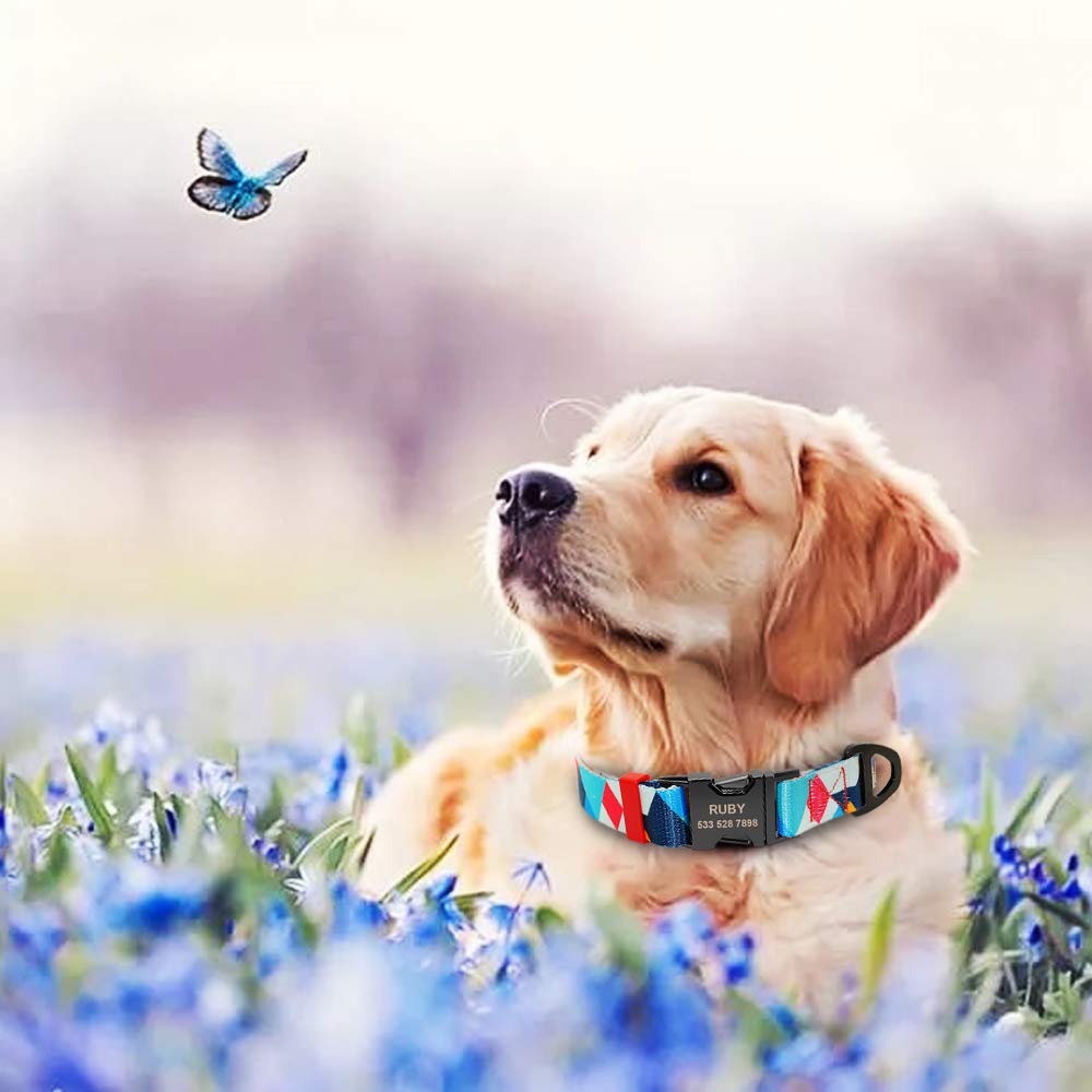 Collare e guinzaglio per Cani Personalizzati Collari per Animali Domestici in Nylon Scozzese con targhetta identificativa incisa Guinzaglio da Passeggio per Cani di Taglia Piccola