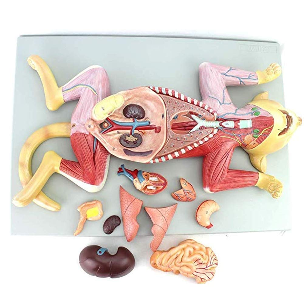 激レア❗希少❗貴重❗医学生のための臨床解剖学 医学書 掘り出し物❗ Amazon.co.jp: 解剖モデル 解剖学的人間男性膀胱陰茎モデル 医学