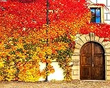 Virginia Creeper Seeds - 50+ Seeds - Parthenocissus quinquefolia