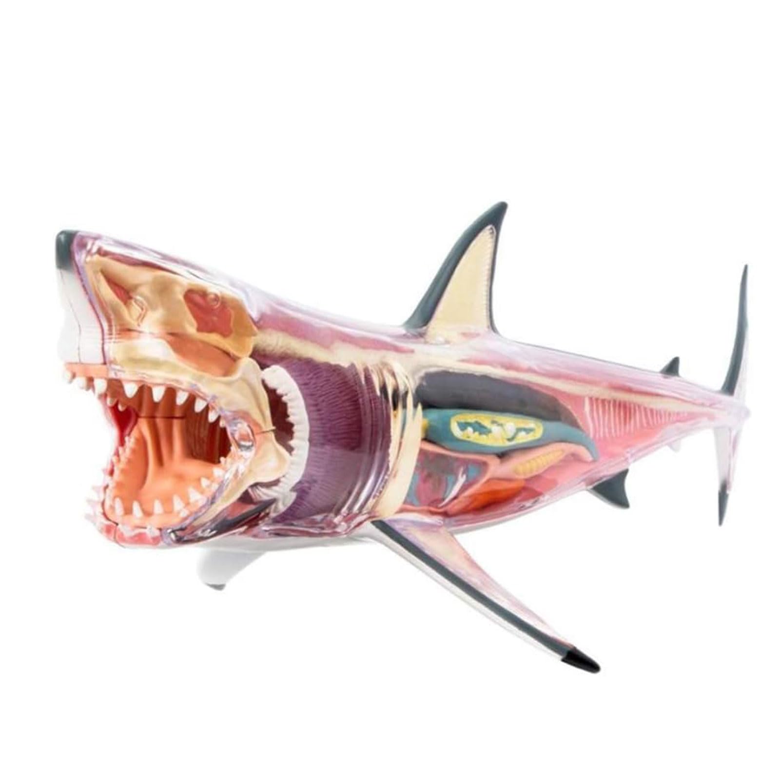 Amazon.co.jp: 臓器モデル 4D ビジュアルモデル 動物の臓器 サメの内臓
