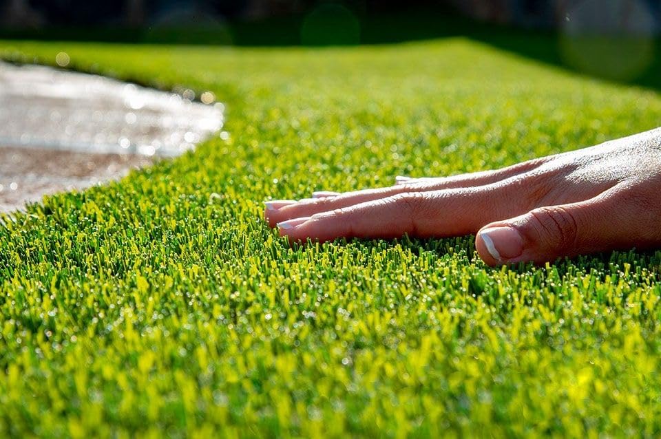 Radha Krishna Agriculture® American Imported Bermuda Lawn Grass Seeds for Your Home and Gardening (PACK OF 100 seeds) - Image 2 thumbnail