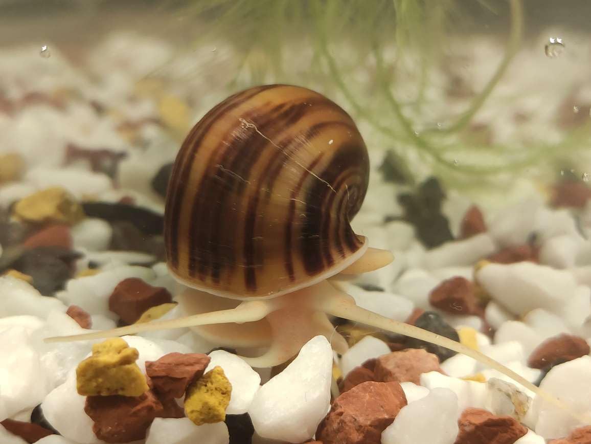 2 Mystery Snails Chestnut Tropical Aquarium Algae Eaters Live Snails