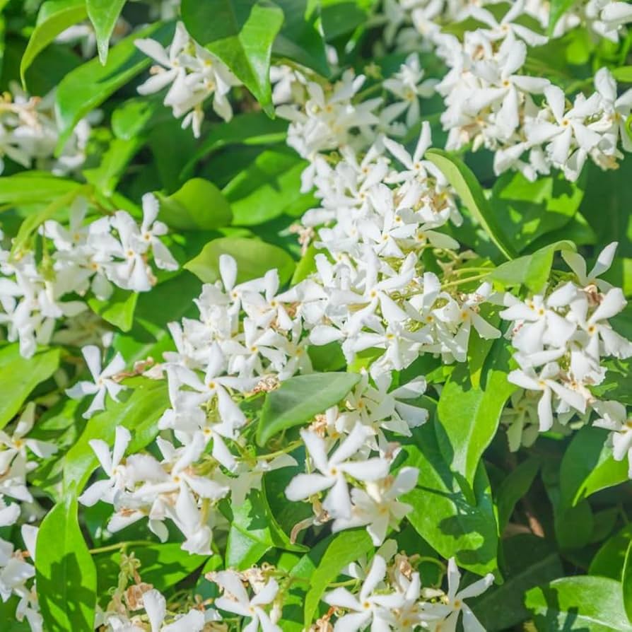 61m923sAnjL._AC_UF894,