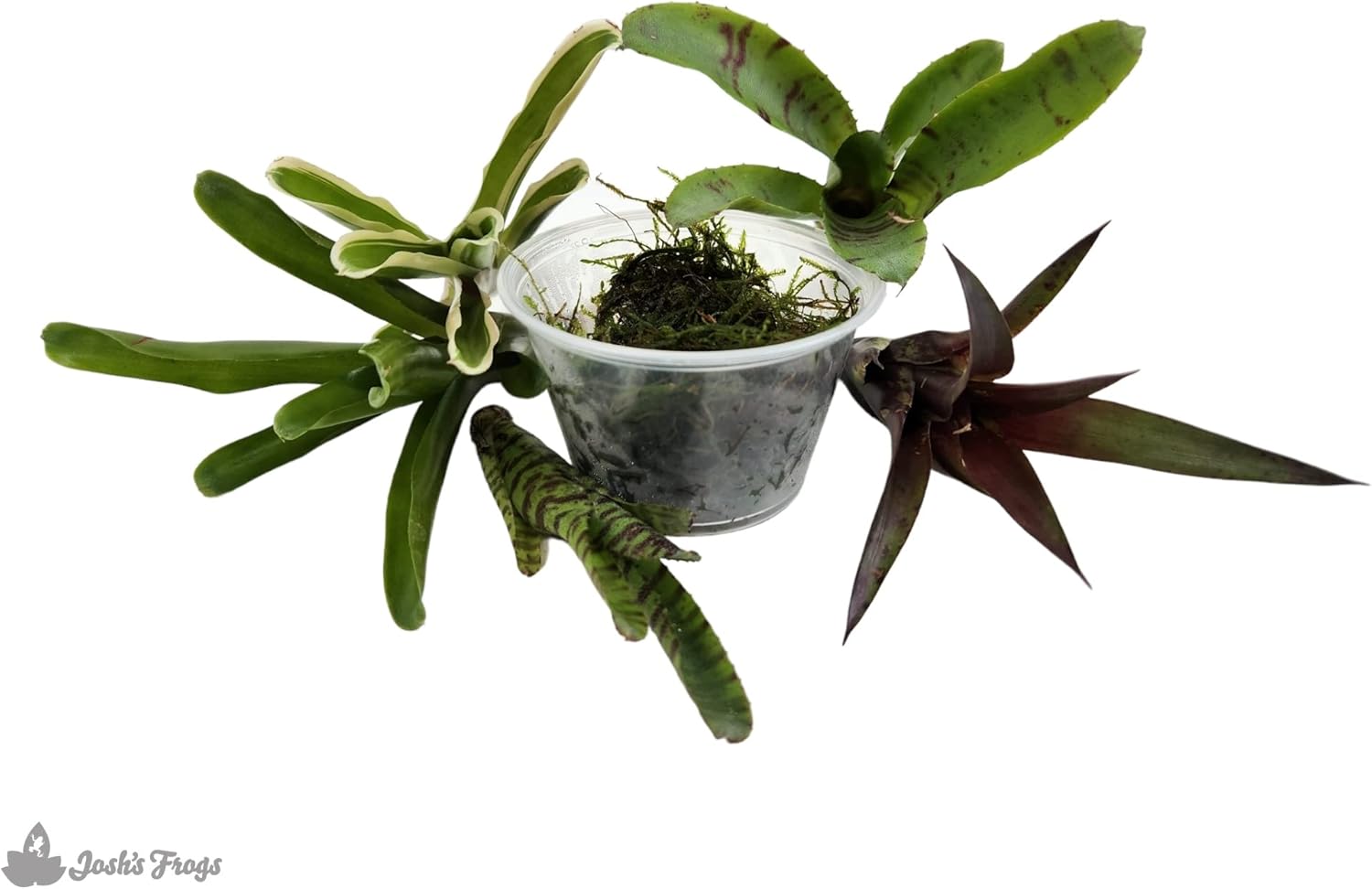 Josh's Frogs Dart Frog Vivarium Bioactive Plant Kits (40-55 Gallon)