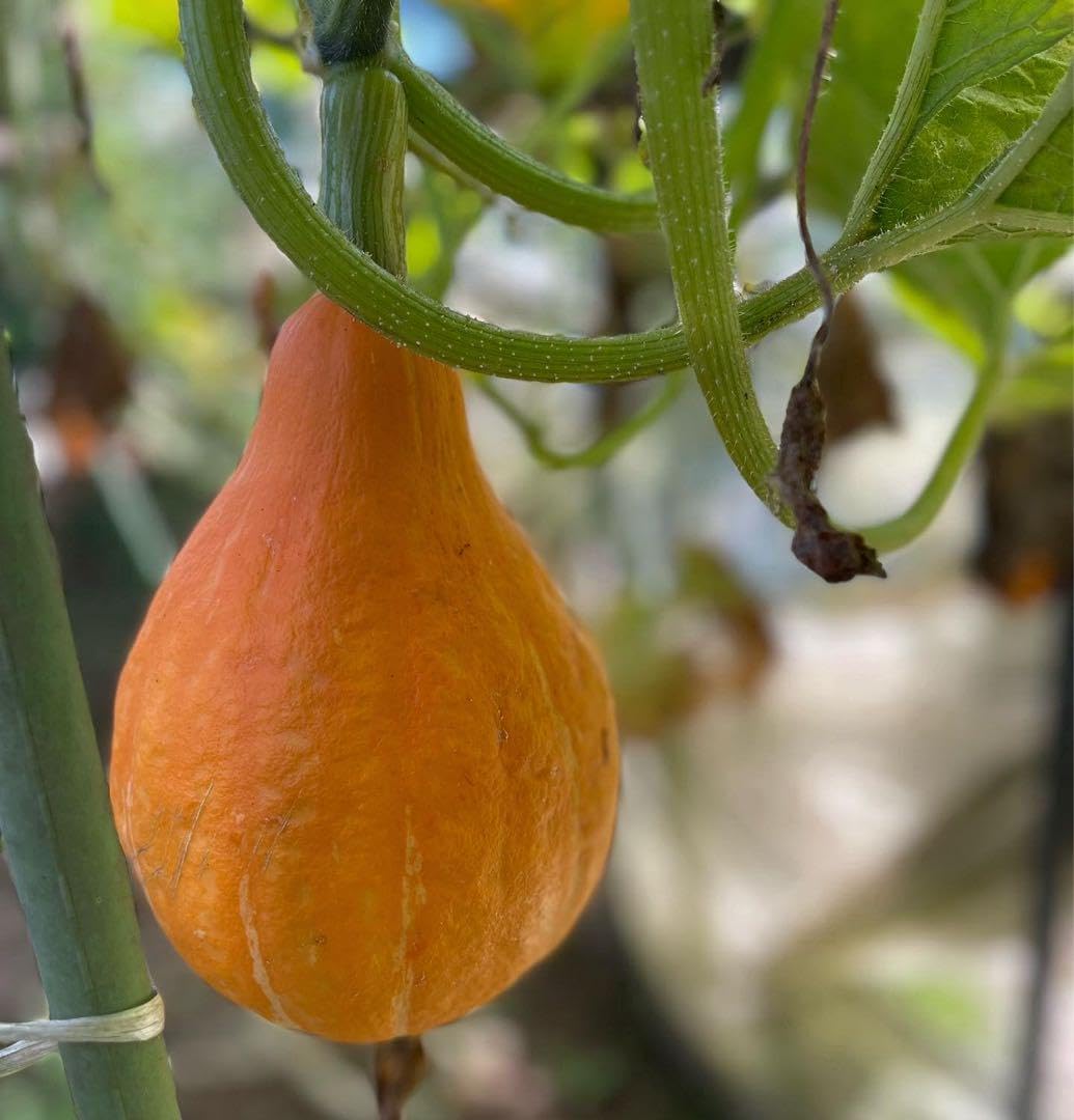 風見一姫/グリザイアの果実