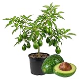 Avocado Tree Live Plant, Easy Grow Fruit Tree, 3-3.5 Ft Tall, 3 Gallon Pot