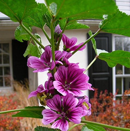Malva sylvestris Zebrina Mallow 60+ semi a strisce Malvarosa