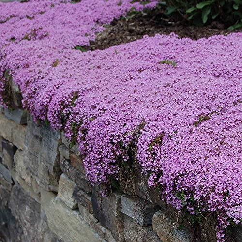 15000+ Magic Carpet Creeping Thyme(Thymus Serpyllum) Bulk Seeds Great Garden Herb - Cute Ground Cover Creeping Thyme Flower Seeds #TOP16