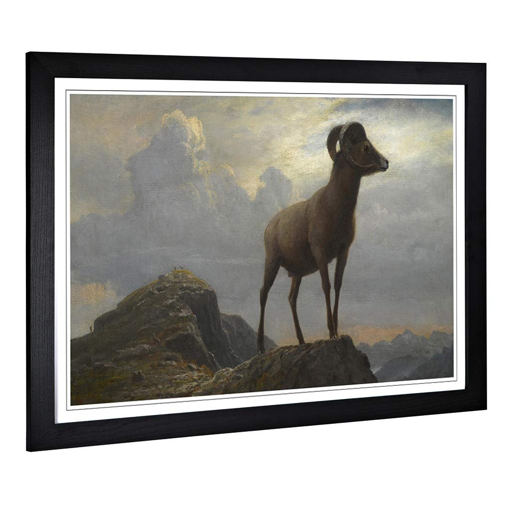 Big Box Art Framed Print of Albert Bierstadt Study of a Bighorn Ram Design | Wall Art Picture | Home Decor for Kitchen, Living Room, Bedroom, Hallway, Black, A2 / 24.5x18 Inch / 62x45cm