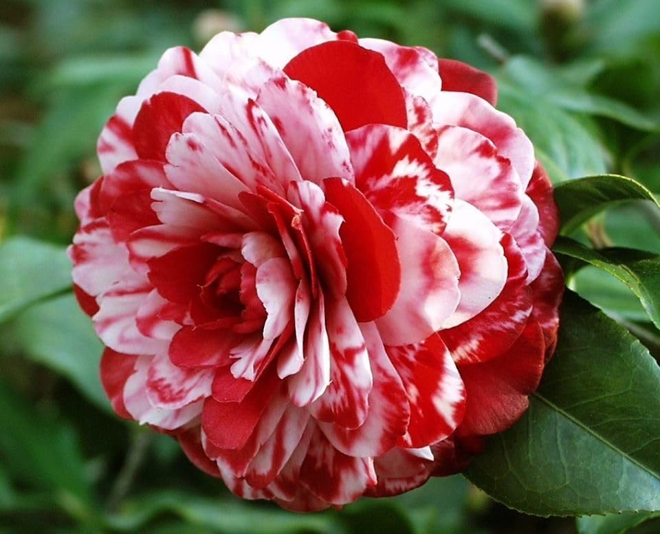 See full amazon price history chart for Camellia (White & Red) Flowering Live Plant For Shrub/Bush/Home Decoration/Gardening, Beautiful Camellia Flower Plant Hight 1.5-2 Ft (Hybrid, Pack Of 1) Camellia (White & Red) Flowering Live Plant For Shrub/Bush/Home Decoration/Gardening, Beautiful Camellia Flower Plant Hight 1.5-2 Ft (Hybrid, Pack Of 1) (B0CRYNP1N5) Amazon Price History, Amazon Price Tracker