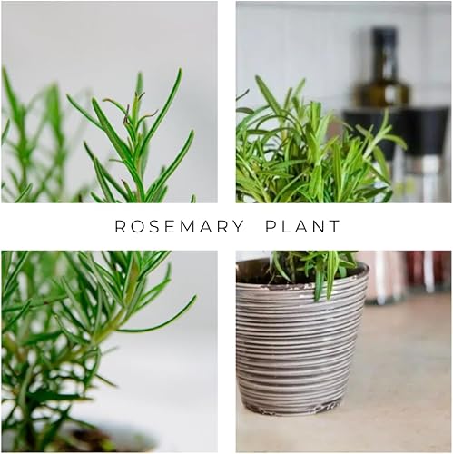 Miniatura 6 de Plantas de romero de interior de 10 pulgadas viven en maceta de 4 pulgadas, arbusto de romero para plantar en interiores y exteriores, bien