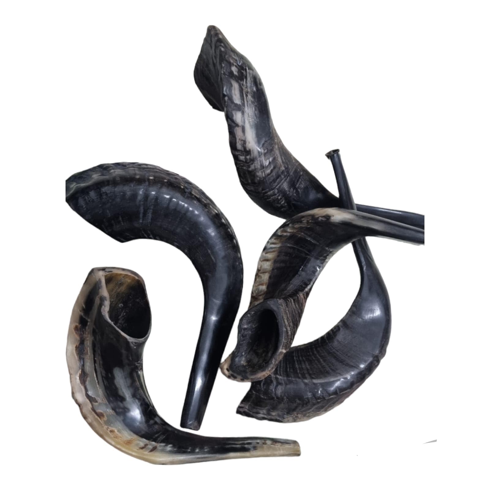 Authentic Natural Rams Ram Horn Shofar - Black & Kosher Certified Approx. 15 - Includes Odor Neutralizer product thumbnail 8