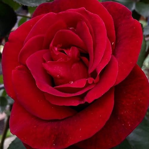 Miniatura 3 de Heirloom Roses Planta de rosa trepadora roja - Don Juan Rose Bush, rosas trepadoras plantas de rosas rojas vivas para plantar al aire libre