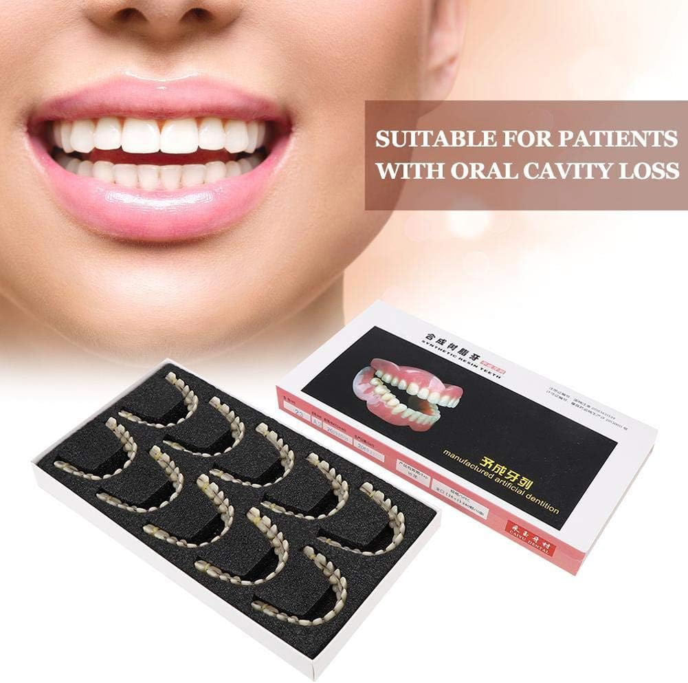 Dentaduras postizas de 10 Piezas de Resina Modelo de enseñanza de Dientes postizos Modelo Dental estándar Material didáctico Modelo de Diente de demostración estándar para Adultos