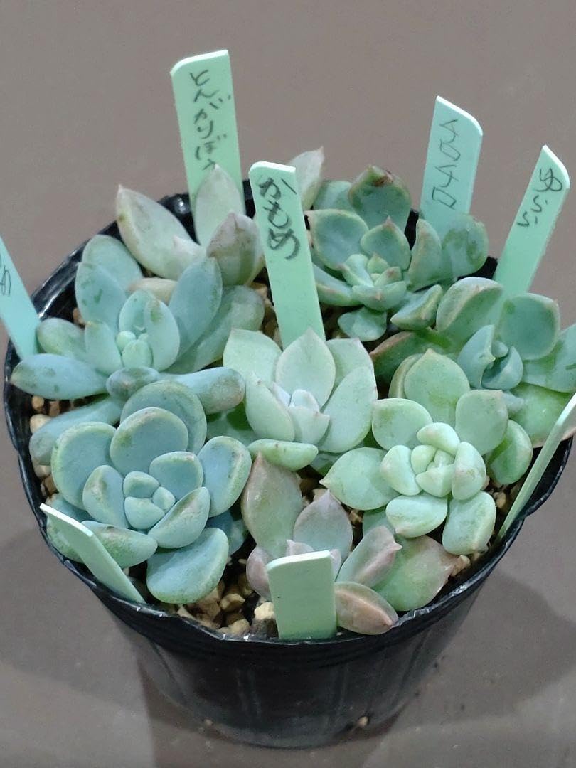 Amazon｜つぶつぶ屋さん 8種セット カット苗 多肉植物｜観葉植物