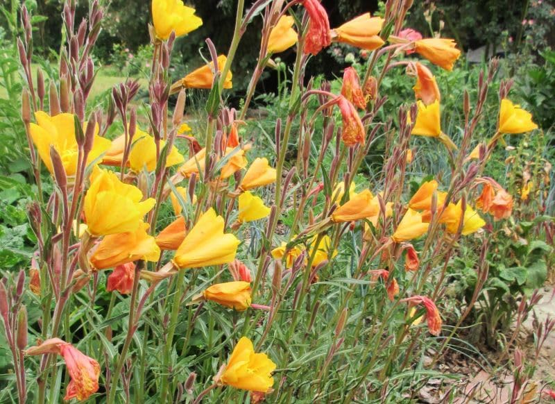 Oenothera ‘Apricot Delight’ Evening Primrose 100 Seeds – Perennial