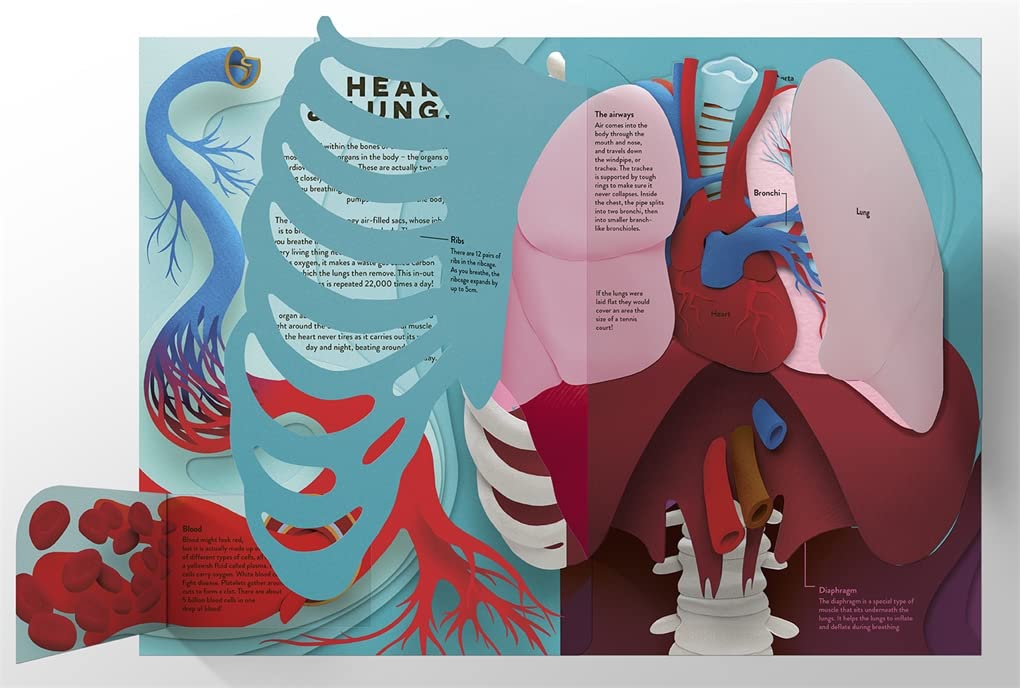 Templar Publishing: Human Body : A fact-packed novelty book with 40 flaps to lift!