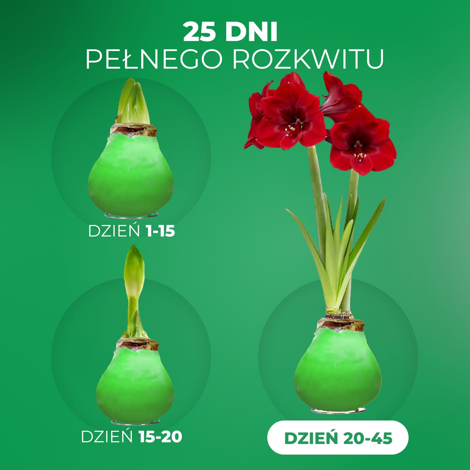 Green Wax (2 sztuki) Kolekcja cebul Amarylis, cebule kwiatowe