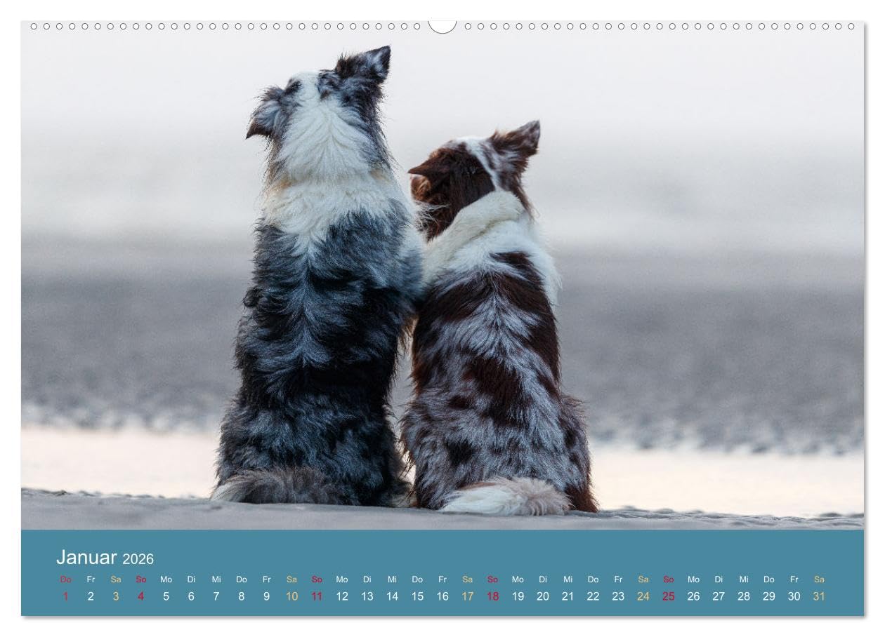 Mit Aussies unterwegs - Die bunte Welt der Australian Shepherds (Wandkalender 2026 DIN A2 quer), CALVENDO Monatskalender: Ein Kalender der bunten ... in Action und im Portrait (CALVENDO Tiere)