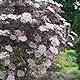 Rotlaubiger Holunder, Sambucus nigra ’Black Lace’, Zierstrauch, rotes Laub, essbar, Beeren, Wildgehölz
