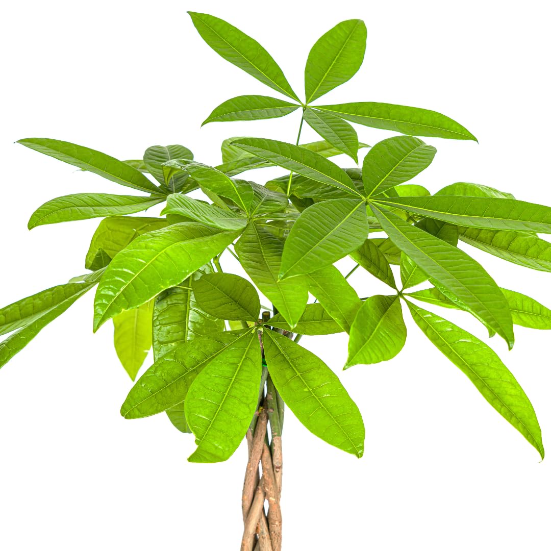 Pachira Aquatica, Roślina doniczkowa, Dekoracja, Zielona, H70-90cm Doniczka Ø19cm