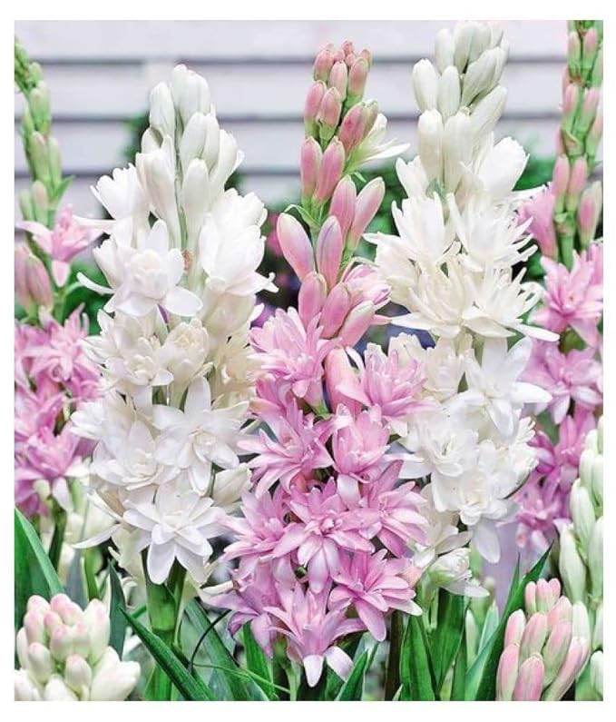 Growth Seeds Rajnigandha Double Flower Bulbs, Pack of 18, Fragrant White Flowers for Home Garden