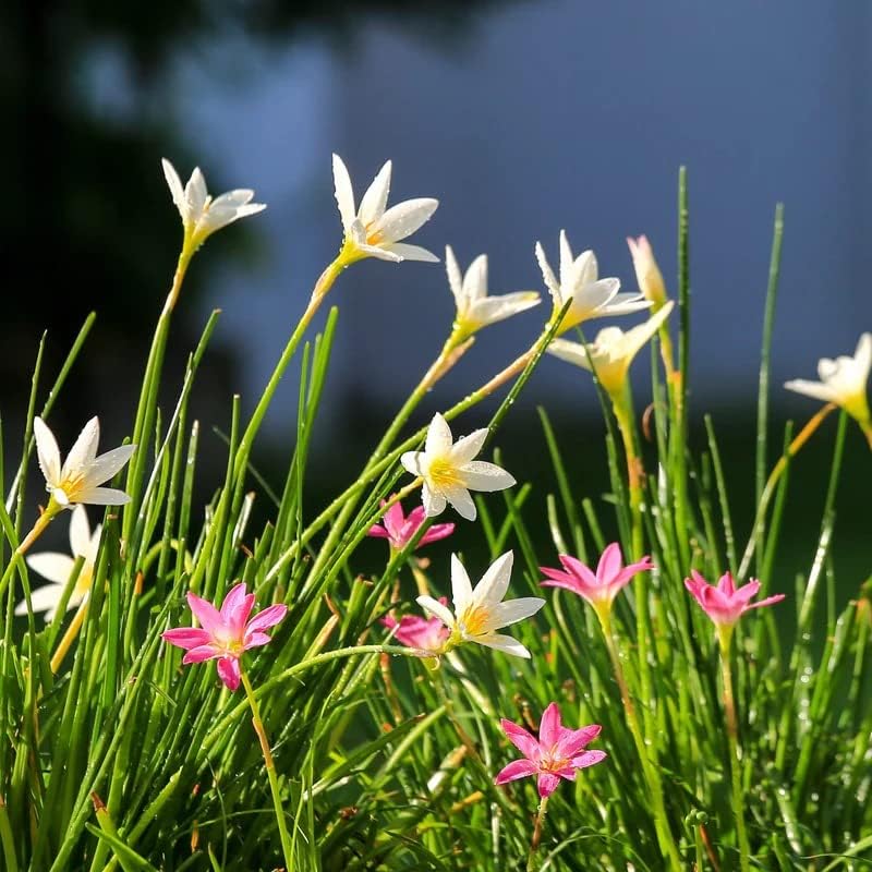 Rain Lily Flower Bulbs Pack of 6 By LIVE GREEN ( Red ), LIVE-BULB01