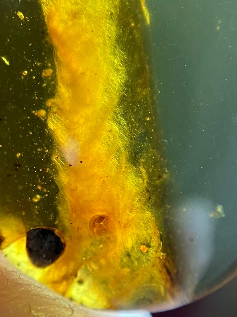 Burmese burmite Cretaceous Rare Spider Nest Insect Fossil Amber Myanmar