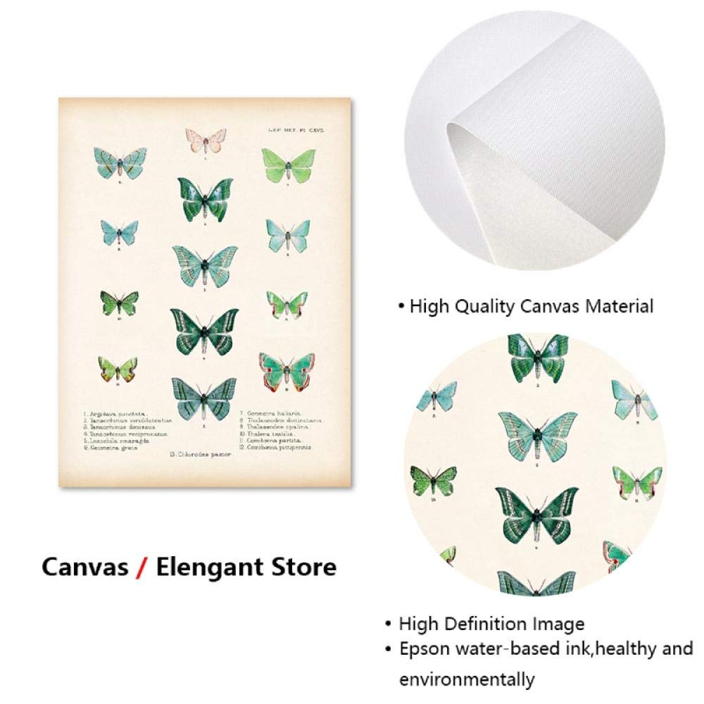 Amazon.co.jp: 緑 蝶 版画 アンティーク 昆虫学 科学 ポスター