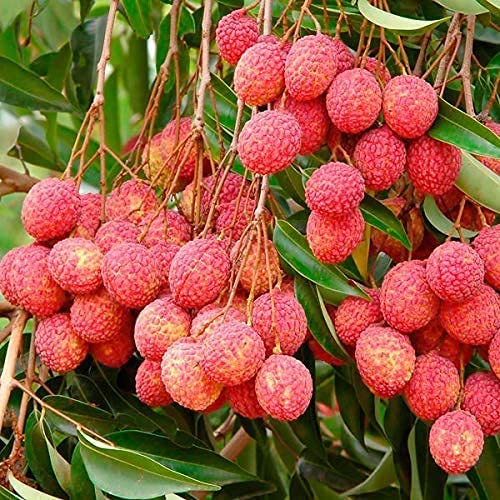 EVERGREEN PLANT LITCHI MUJAFFAR GRAFTED PLANTS Amazon.in Garden