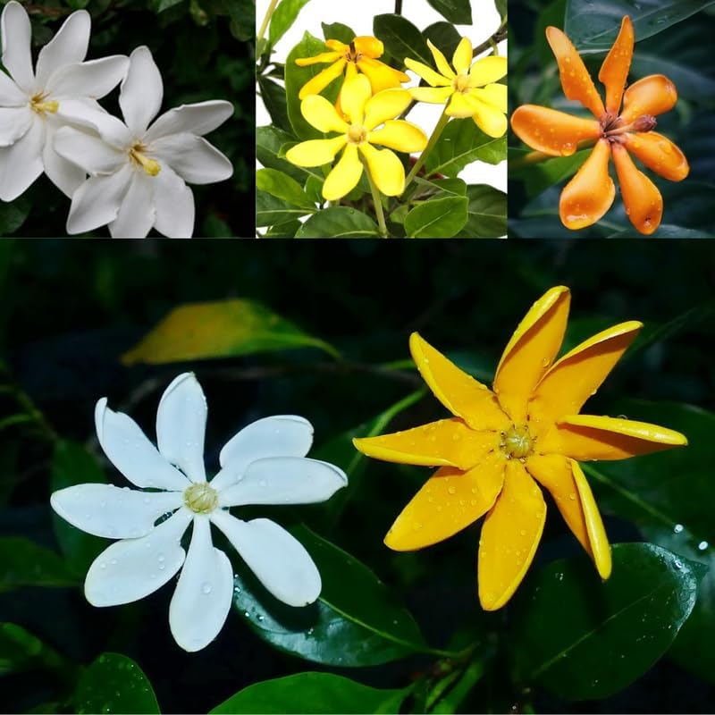 Miniatura 3 de Golden Gardenia Flower - Planta viva que cambia de color de marfil/amarillo/oro, maceta de 4 pulgadas