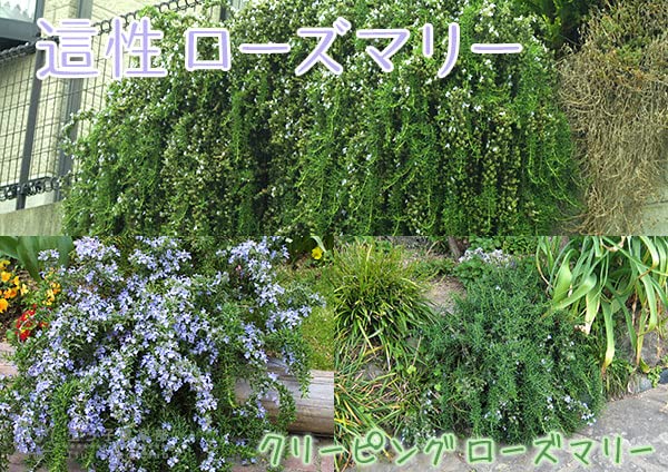 Amazon.co.jp: ローズマリー（這性タイプ） (ローズマリー（這性