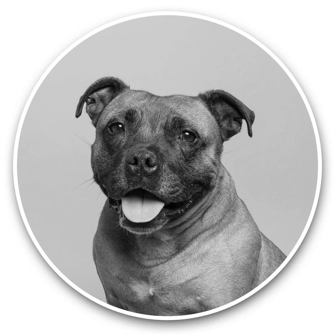 Destination Vinyl Ltd Bw Staffordshire Bull Terrier Dog Staffie 43396 2 X 7.5Cm Vinyl Stickers (Bw) - Staffordshire Bull Terrier Dog Staffie 43396